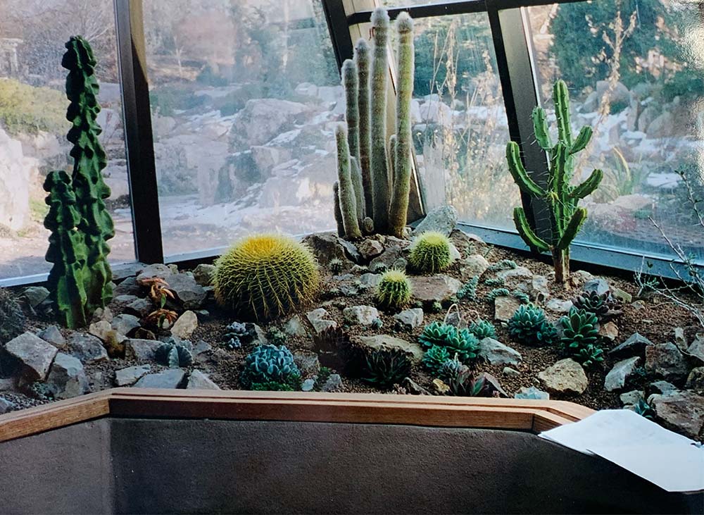 Indoor Cactus Garden Ideas 9887